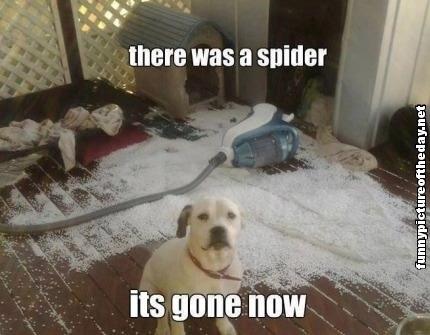 There-Was-A-Spider-Its-Gone-Now-Funny-Dog-Destorying-Stuff.jpg