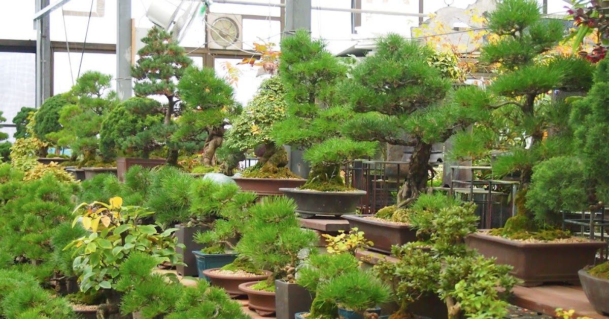 Bonsai Tree: 17+ Modern Mr Miyagi Bonsai Tree Inspirations