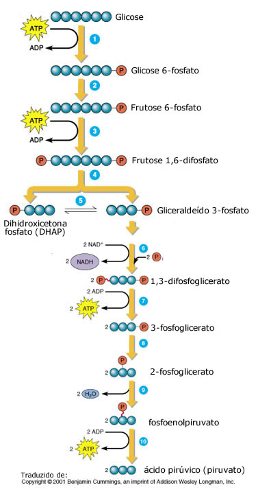 Principios De Bioquimica De Lehninger