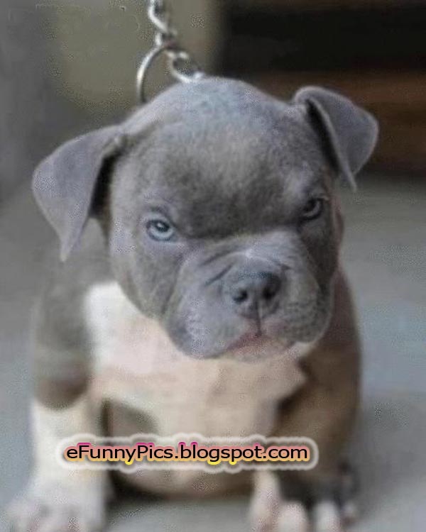 Evil Puppy Funny Photos, Funny Videos