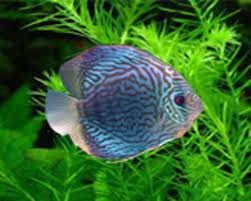 Ornamental Fish