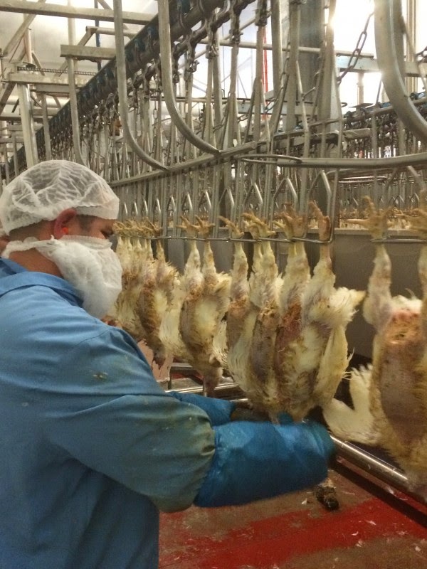 UNDERSTANDING ISLAM HAND versus MACHINE SLUAGHTER HOW 'HALAL' IS YOUR