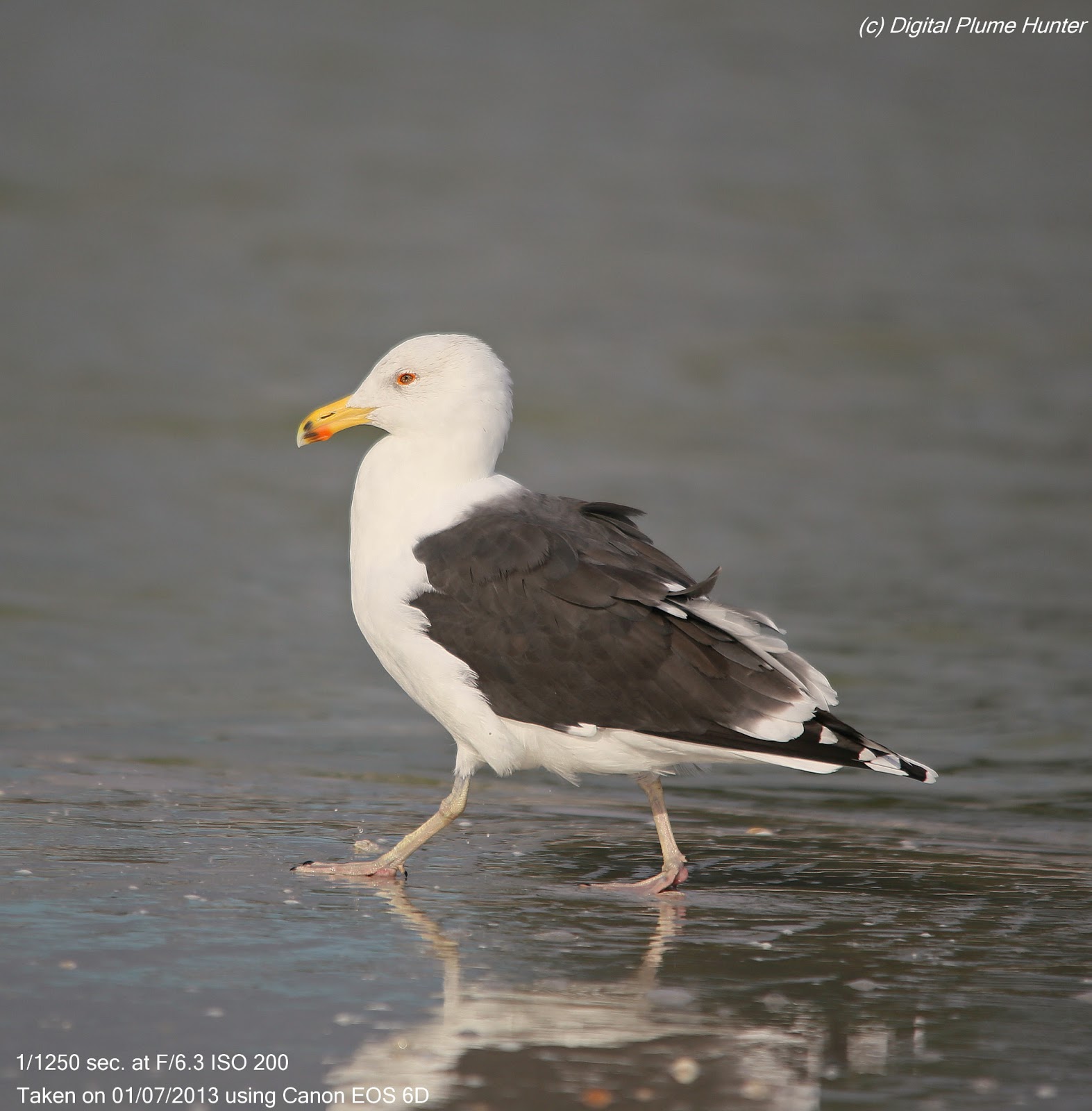 Hunting Digital Plumes in the US and Beyond Southwest Florida's Wintering Gulls and Terns