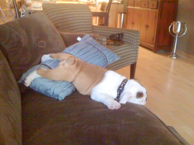 cute bulldog puppy sleeping