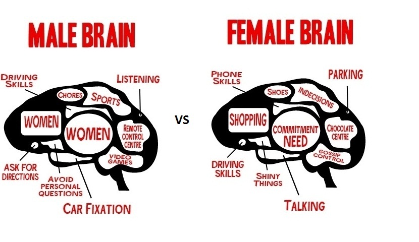 male+and+female+brain.jpg