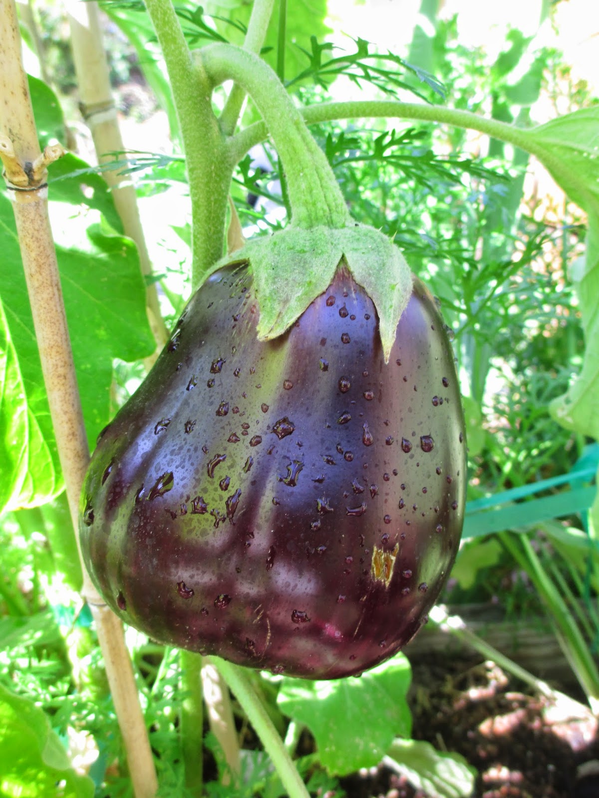 Andie's Way Epsom Salts to the Rescue Treating Chlorosis in my