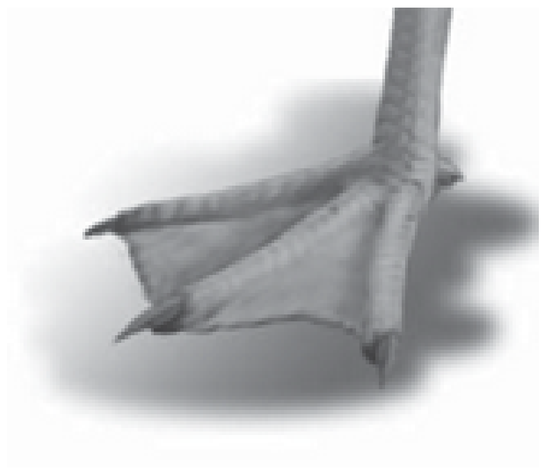 Talk Less Do More Adaptasi Morvologi Pada Bentuk Kaki Burung