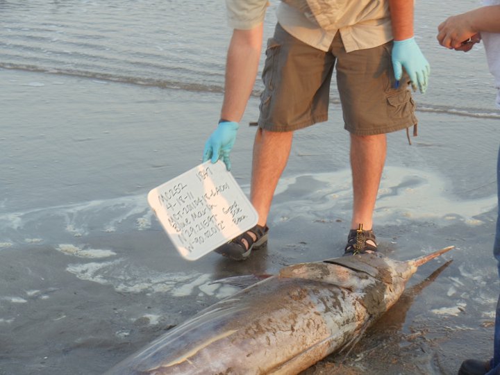 Blue Marlin beaches itself in Grand Isle and dies