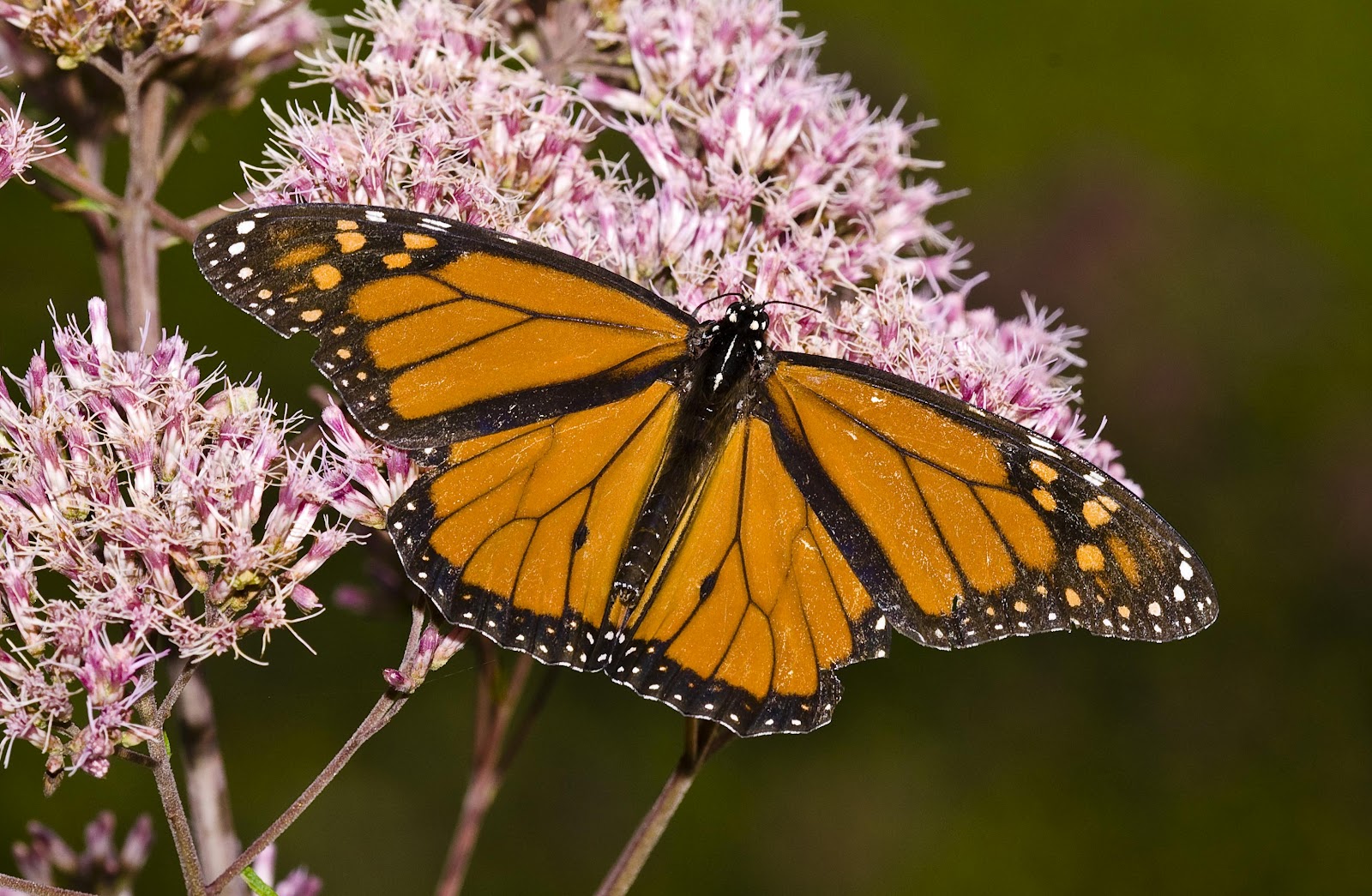 Kentucky Native Plant and Wildlife The absolute best native plants for attracting butterflies
