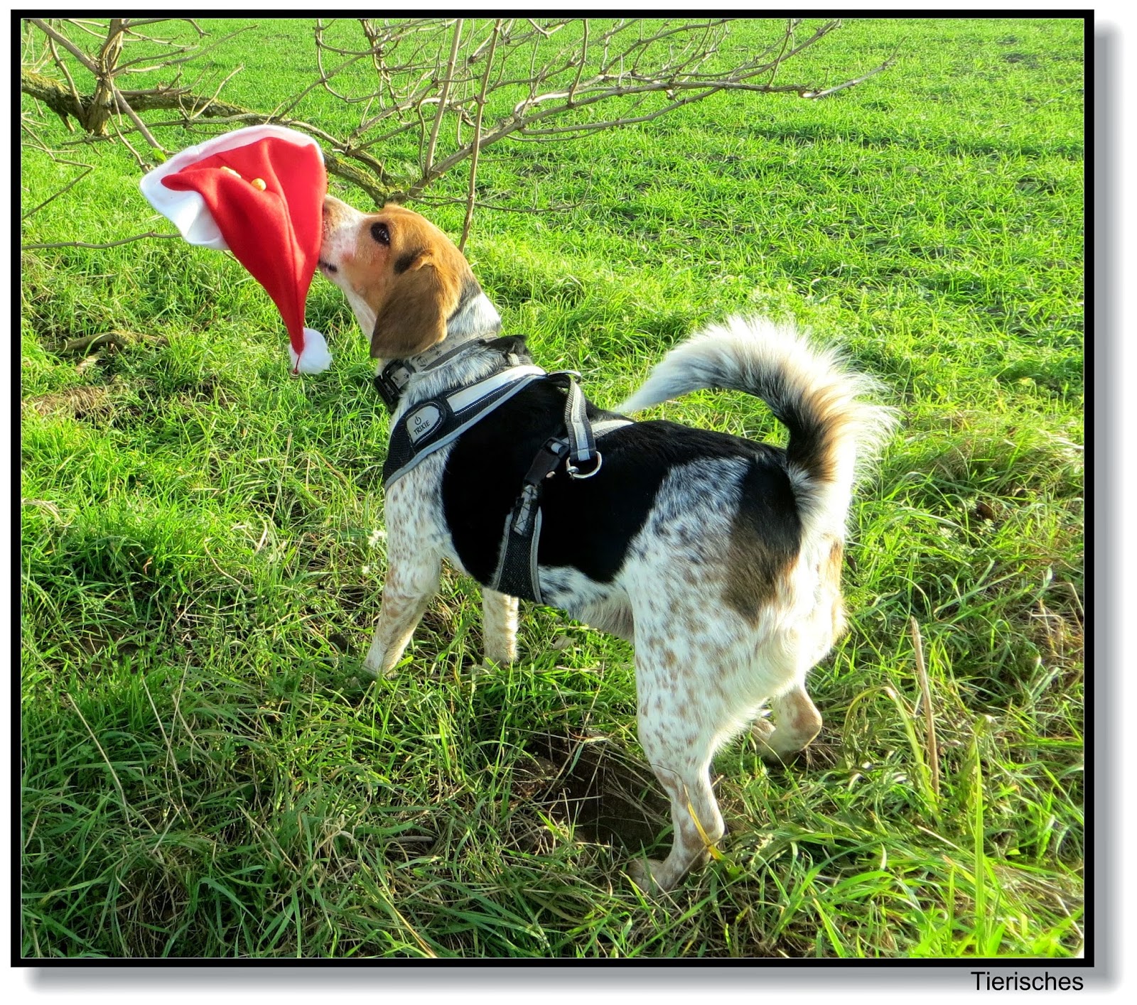Tierisches Am dritten Advent hat die rote Mützenpflanze wieder geblüht