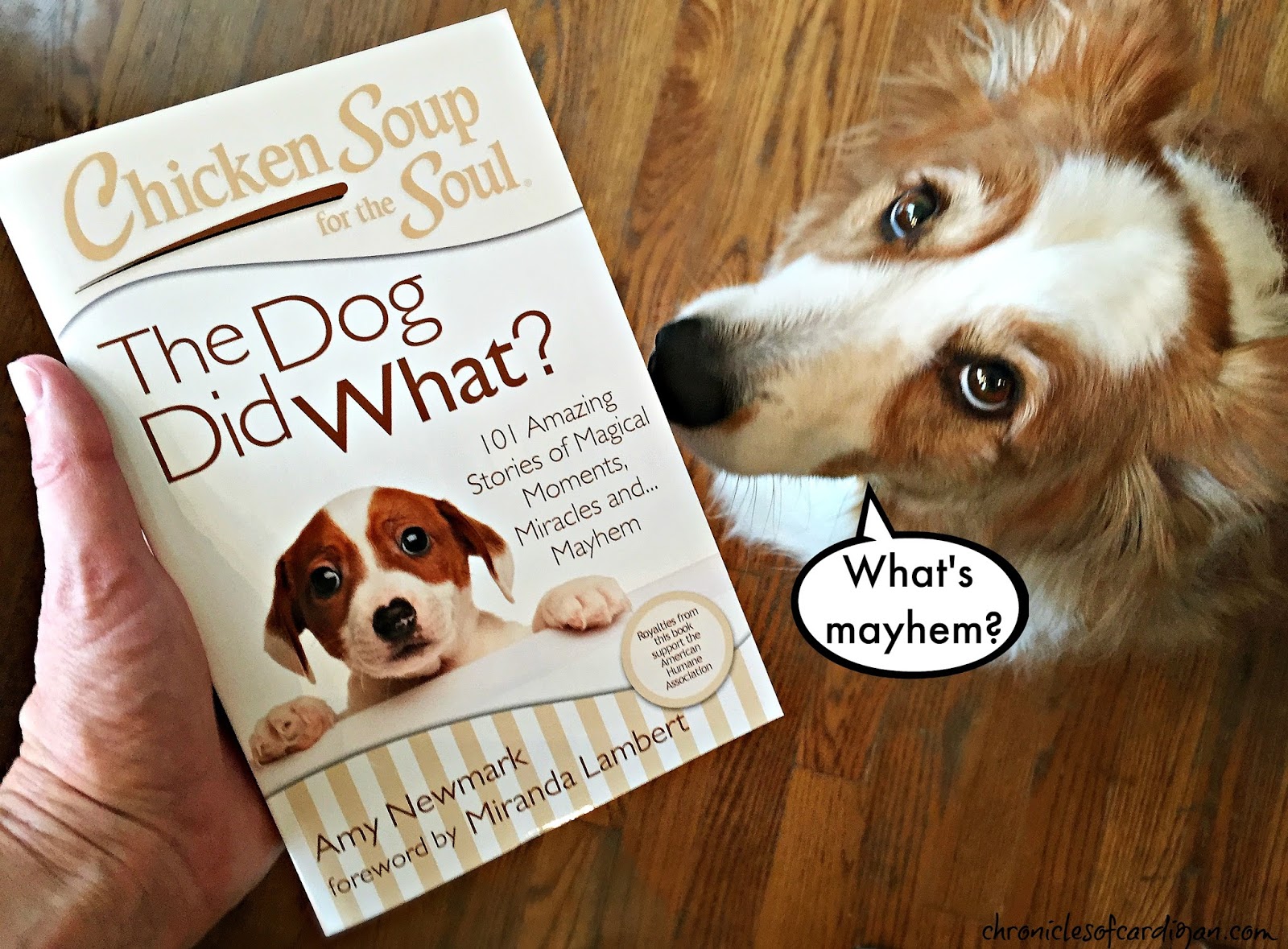 chicken soup for the soul the dog really did that 101 stories of miracles mischief and magical moments ebook the chronicles of cardigan q what s chicken soup for the chicken soup for the soul the dog really did that 101 stories of miracles mischief and magical moments ebook the chronicles of cardigan q what s chicken soup for the