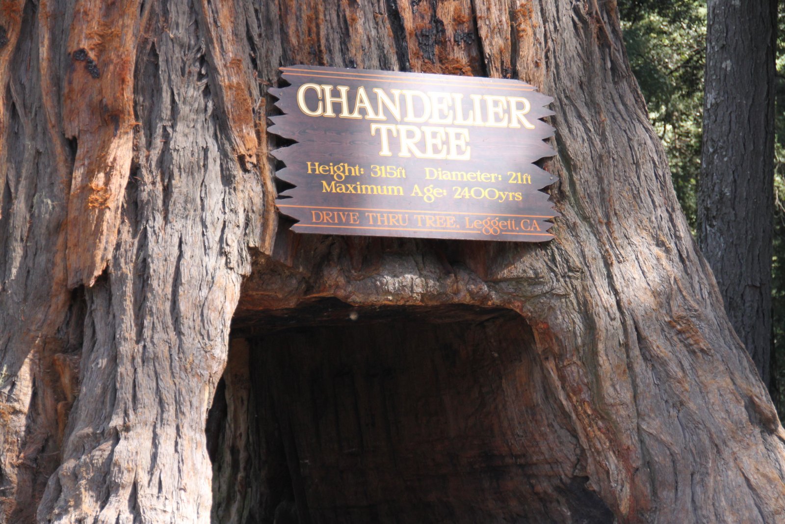 OUR TRAVEL JOURNAL Chandelier Drivethru Tree Underwood Park Est