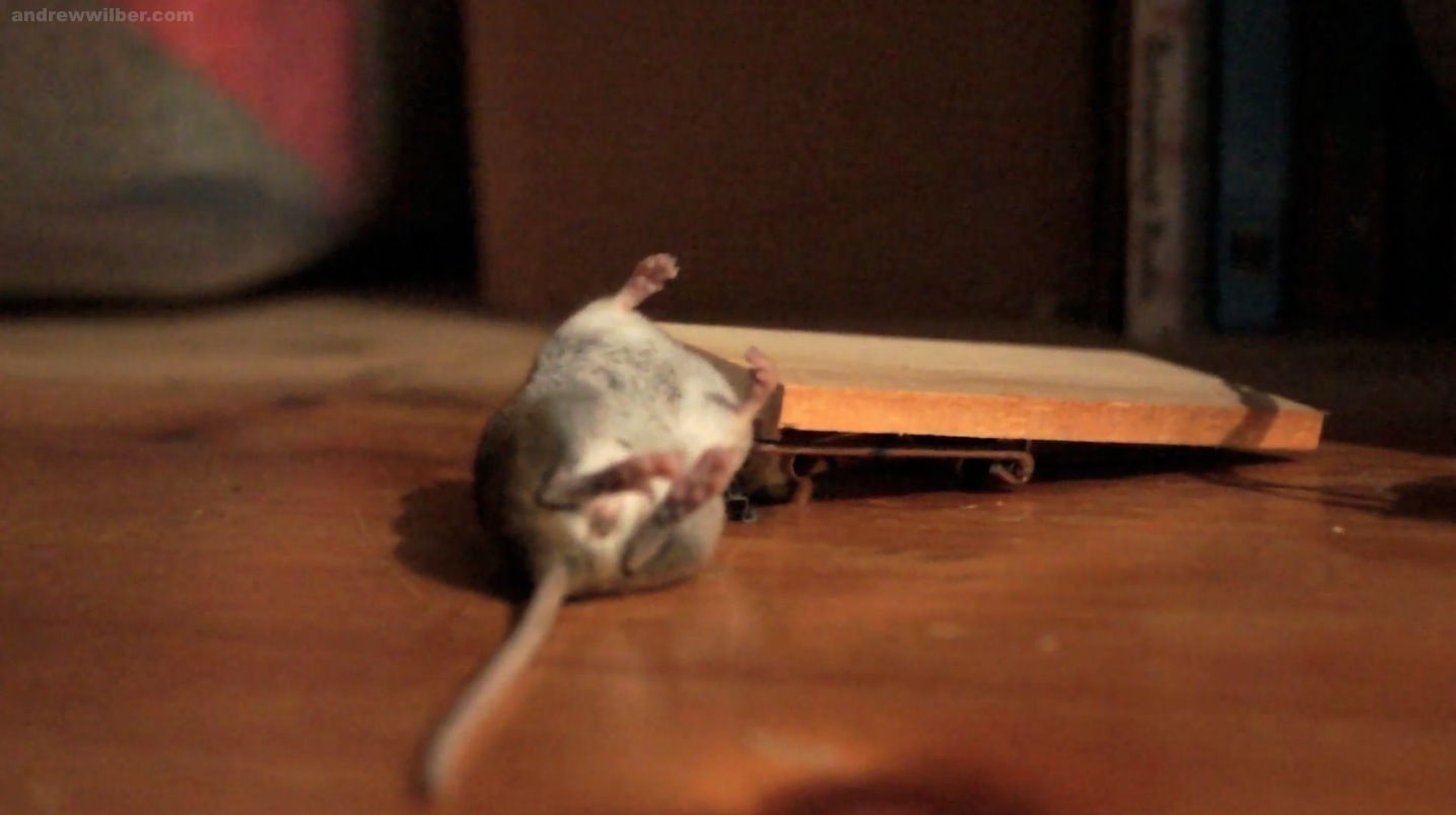 Demon Mouse