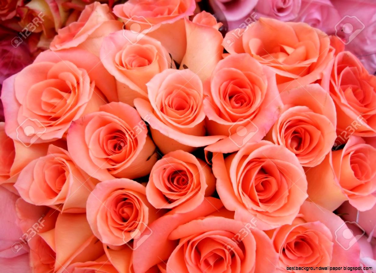 A Bouquet Of Peach Colored Roses Stock Photo Picture And Royalty A Bouquet Of Peach Colored Roses Stock Photo Picture And Royalty