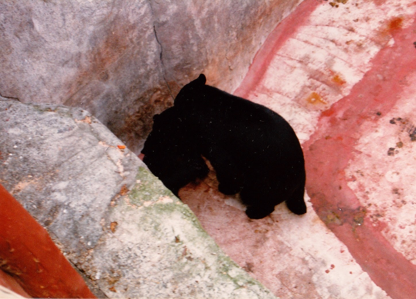 Tales From The Wood Booger Bear Facts About Bear Parks
