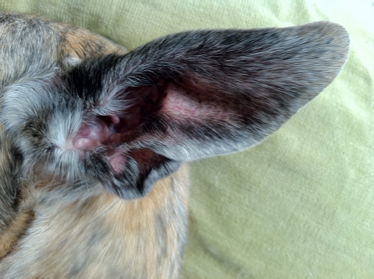 Northern Lights Greyhound Adoption Dog Blog Amazing Greyhound Ears