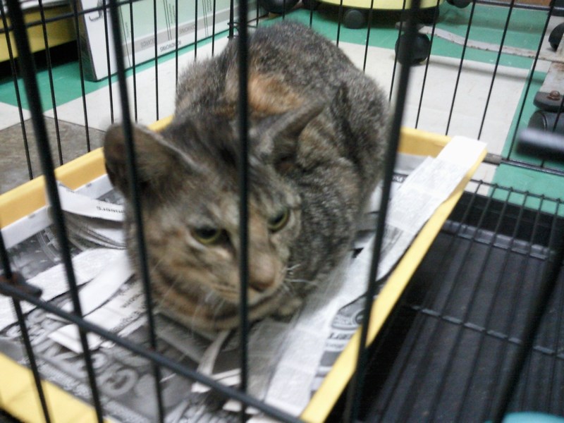 Two female cats spayed (Rani’s) « AnimalCare
