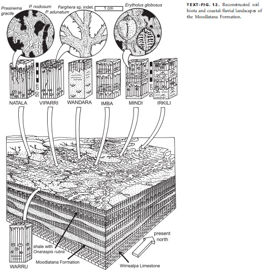 Cambrian Environment