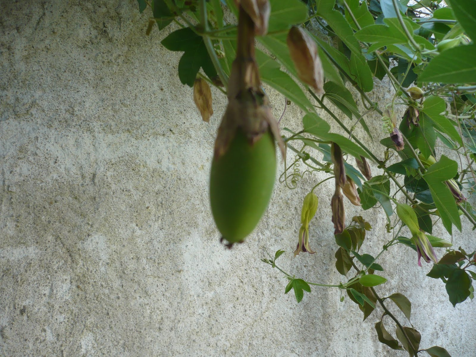 pedras para jardim aki:Espaço do João: Maracujá banana pedras para jardim aki:Espaço do João: Maracujá banana
