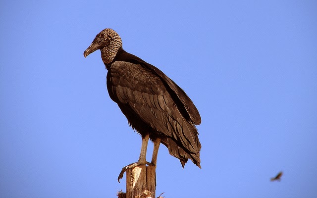 Vulturul negru