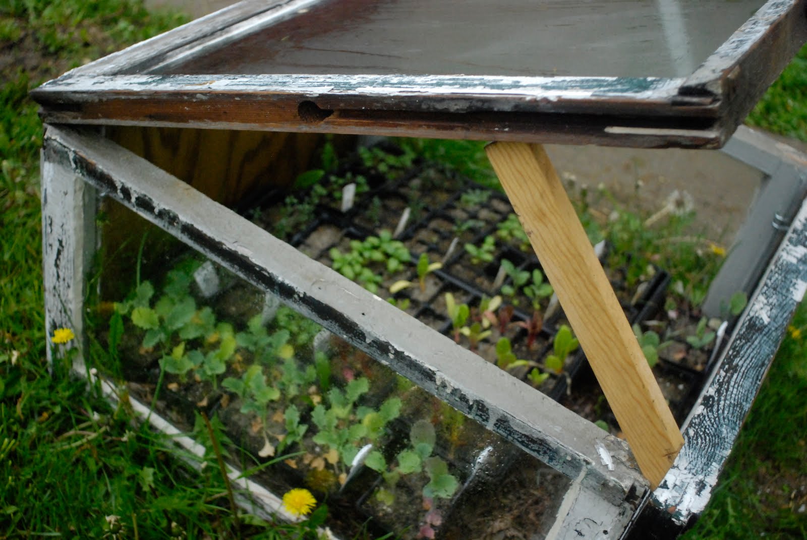 tend starts from seed & cold frame instructions
