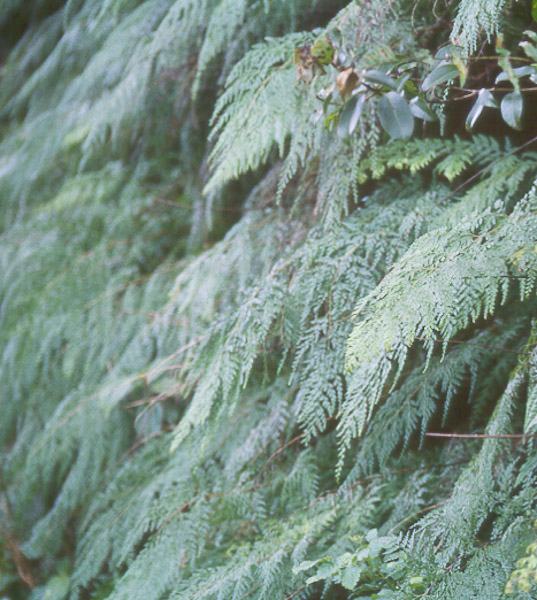 Hawaii Horticulture More Hawaiian Plants as Ground Covers Ground