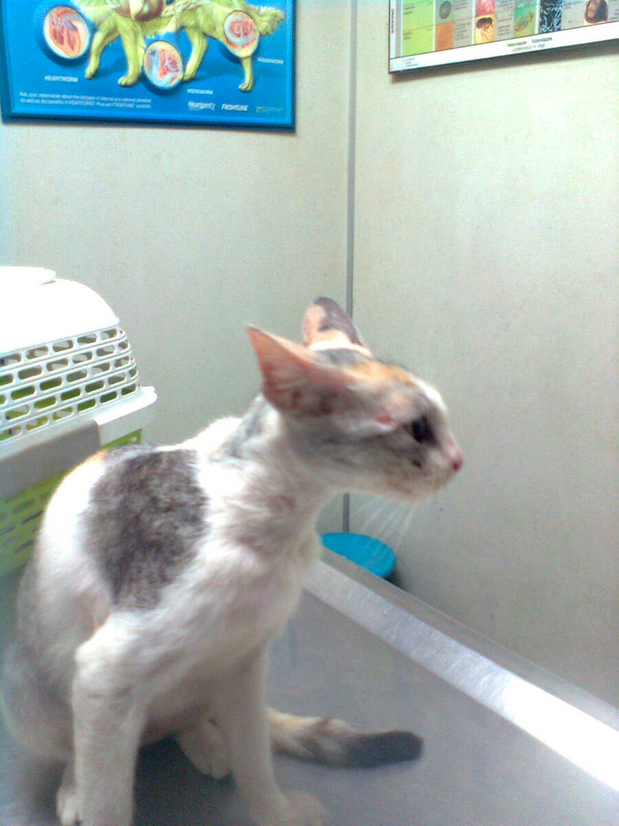 Two female cats spayed « AnimalCare