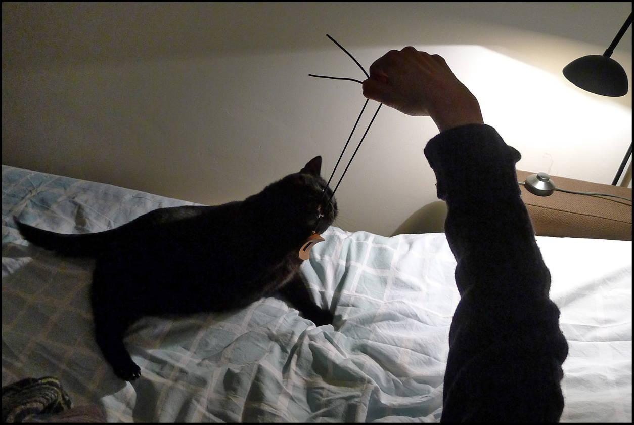 Cats and Nose Flutes