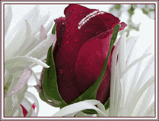 بستان ورد ملاك الروح 4 - صفحة 39 Flowers+Pictures11