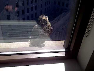 Falcon sitting on the window