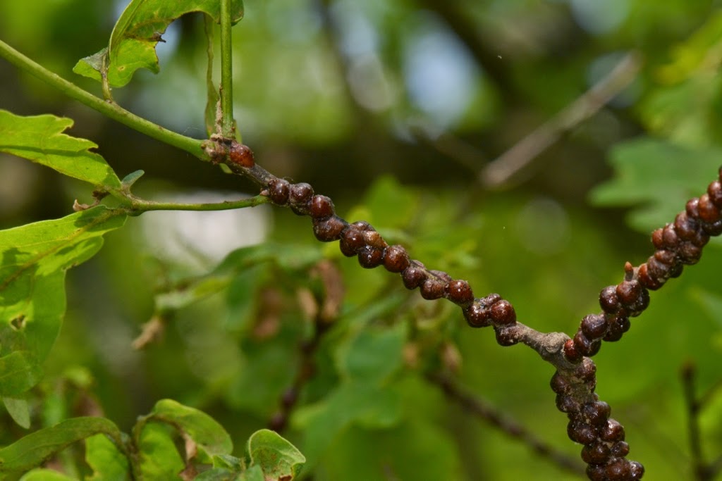 Nature Posts June 2013