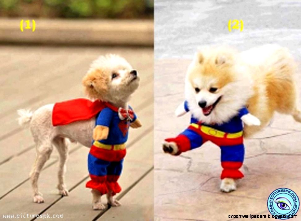 Puppy Fun on Pinterest Funny Puppies Detroit and Michigan Puppy Fun on Pinterest Funny Puppies Detroit and Michigan