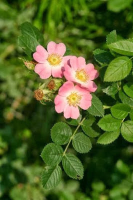flor rosa mosqueta