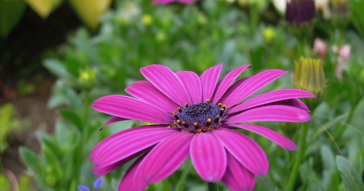 Fotografias de Pedro Schreur Cordero Plantas de Holanda