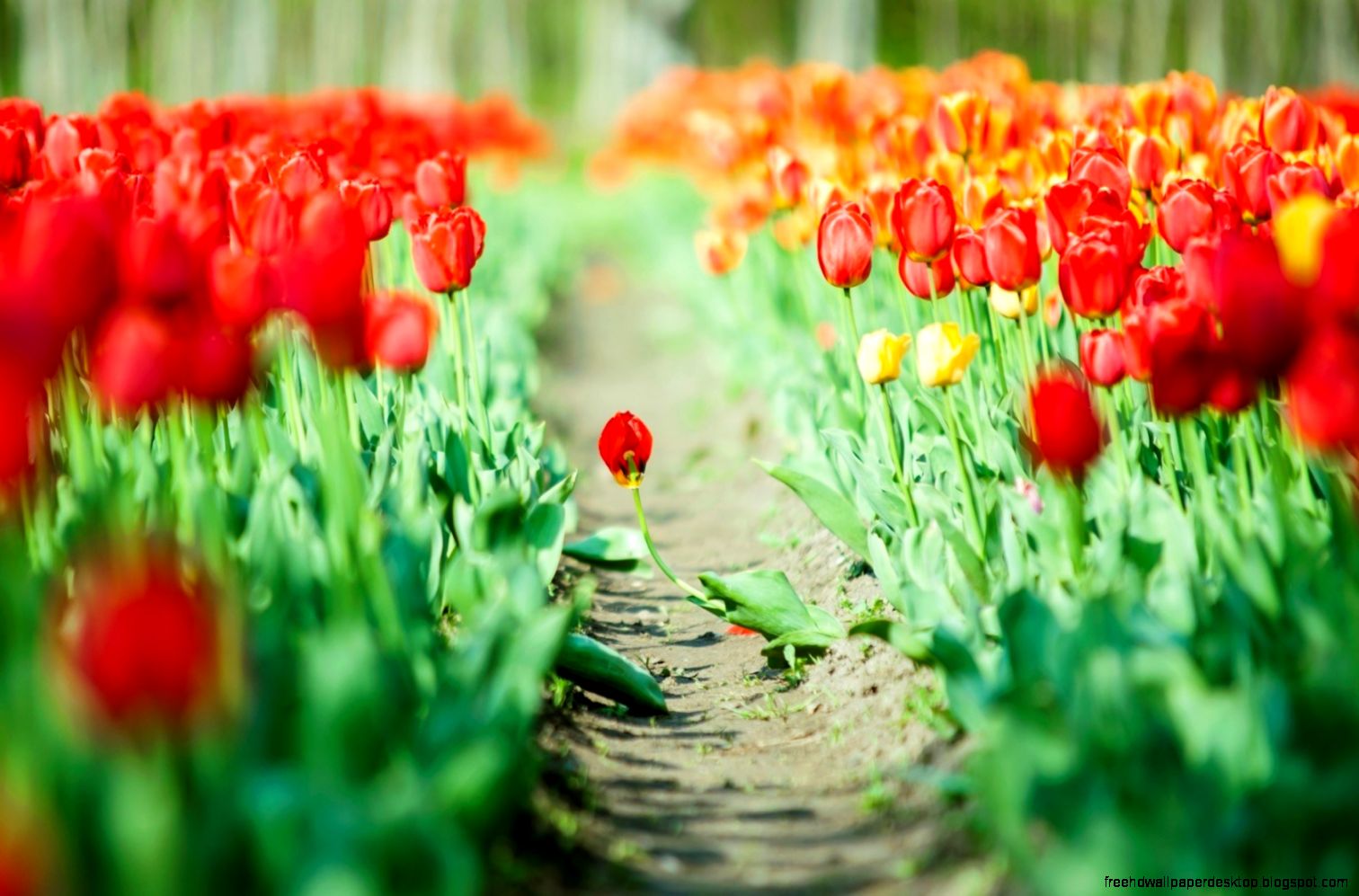 Nature Flowers Hd Wallpaper All Desktop Wallpaper Nature Flowers Hd Wallpaper All Desktop Wallpaper