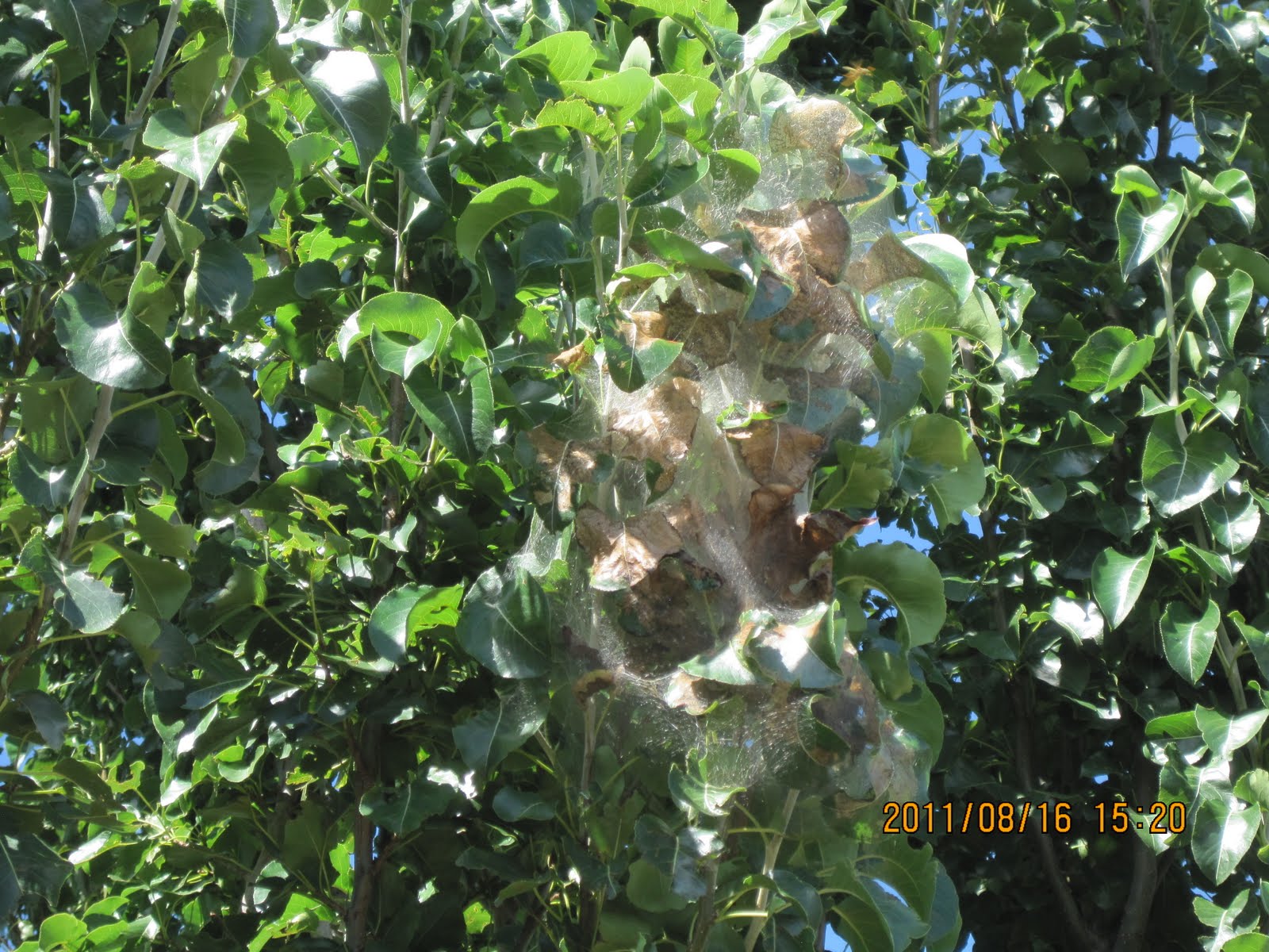 Swift's Gardening Blog Swift Horticultural Enterprises, LLC Fall