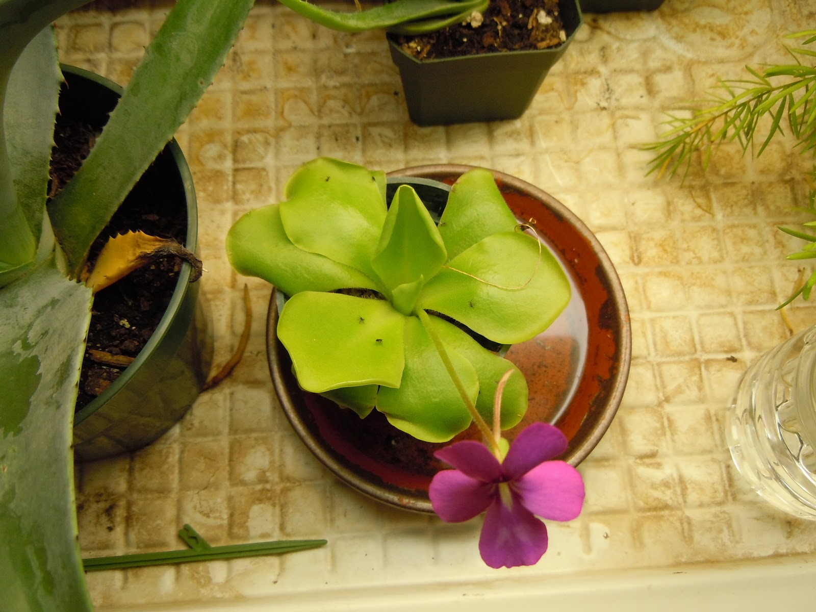 PlantzNThings Propagating Mexican Butterwort Pinguicula Caudate