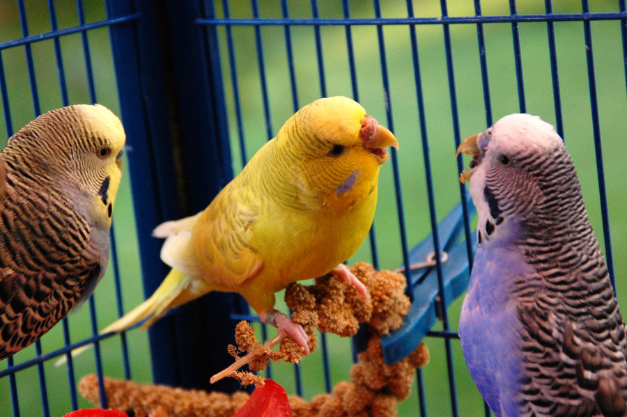 Budgies are Awesome Budgies don't share food!