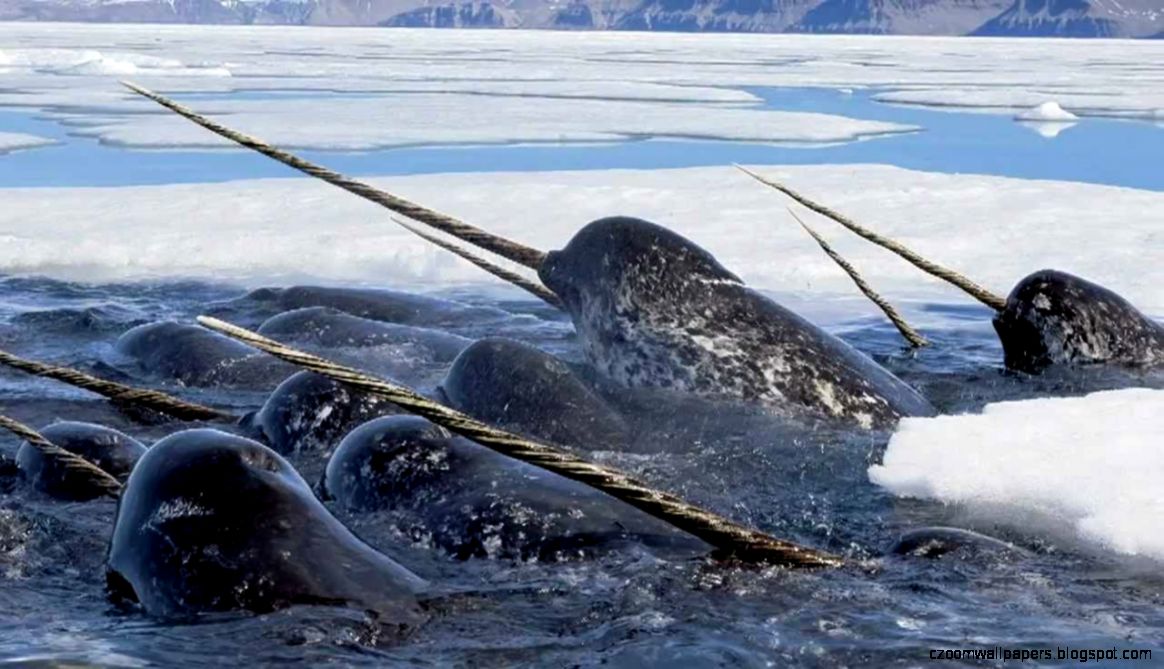 Walrus National Geographic Photograph By Paul Nicklen