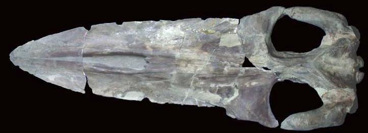 Ohne Zahne Im Oligozan