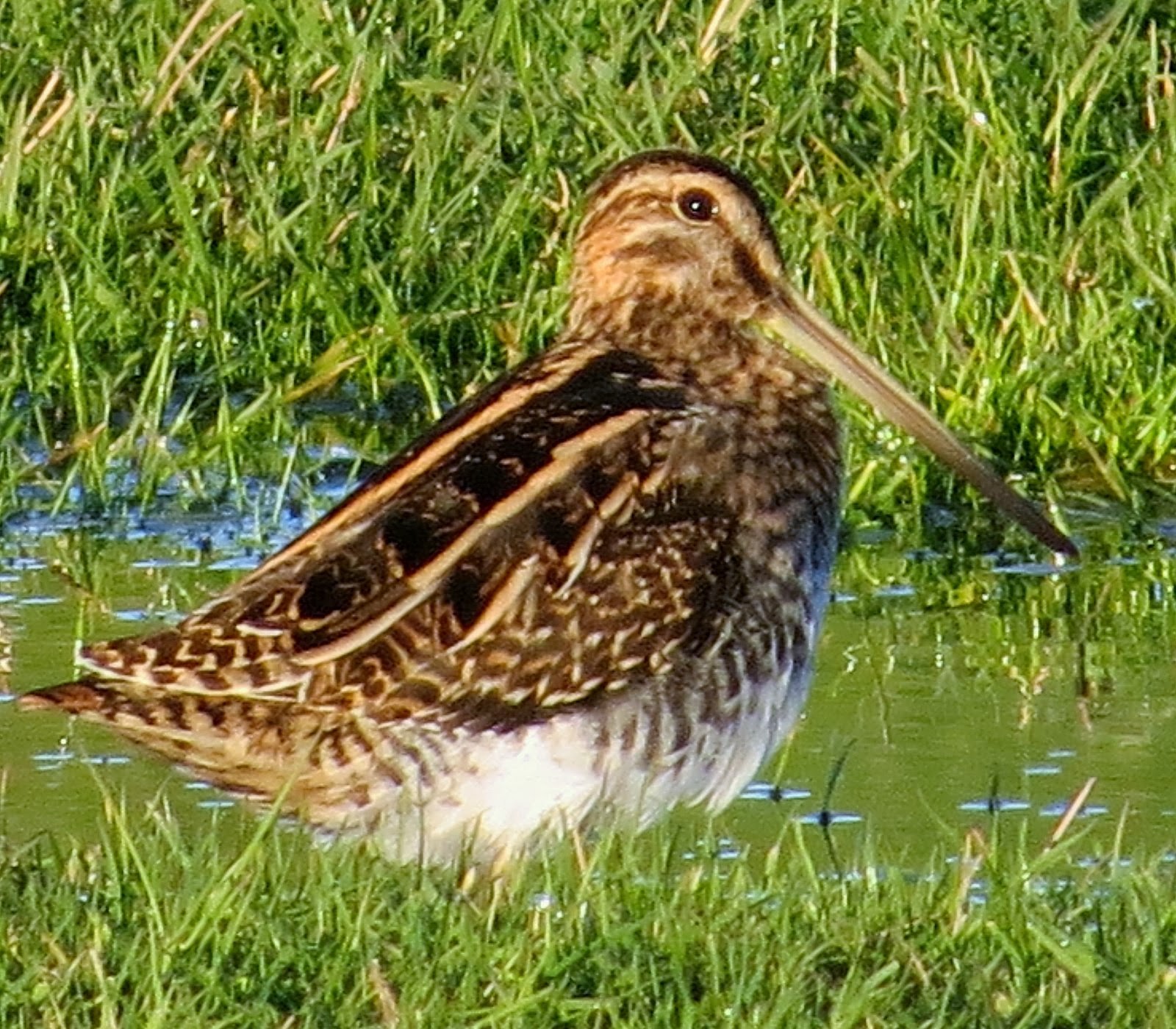 Shelf Moor Common Snipe