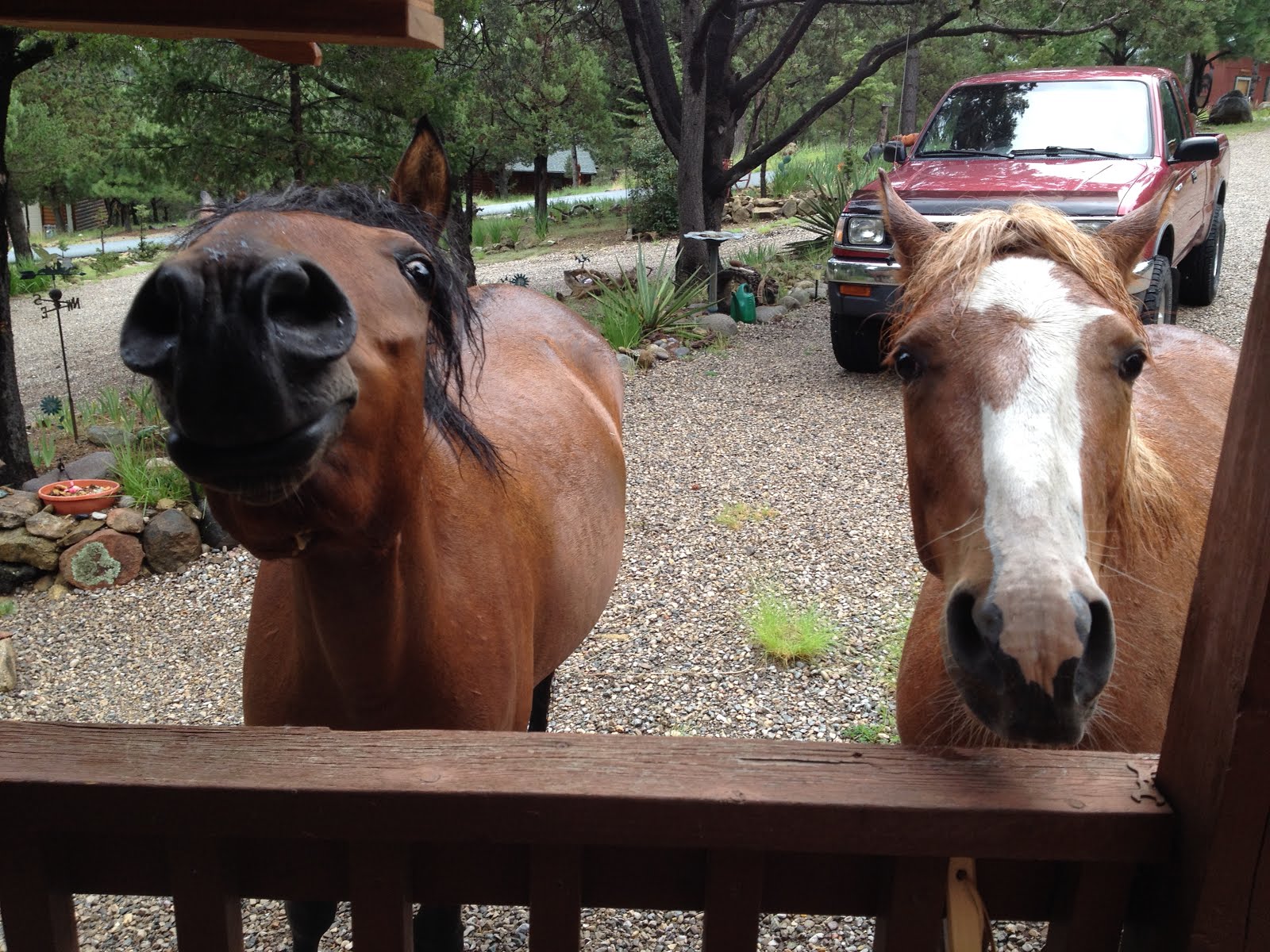 "Neigh"borhood Gossip