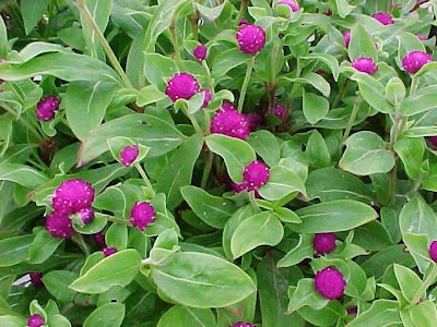 những hình ảnh đẹp hoa bách nhật những hình ảnh đẹp hoa bách nhật