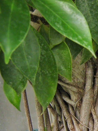  Pohon beringin adalah sebuah tanaman yang berkayu dan berukuran besar Manfaat dan Khasiat Beringin (Ficus Benjamina L)