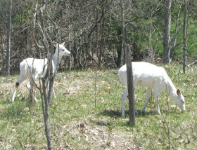 albino deer