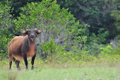 Bufalo solitario