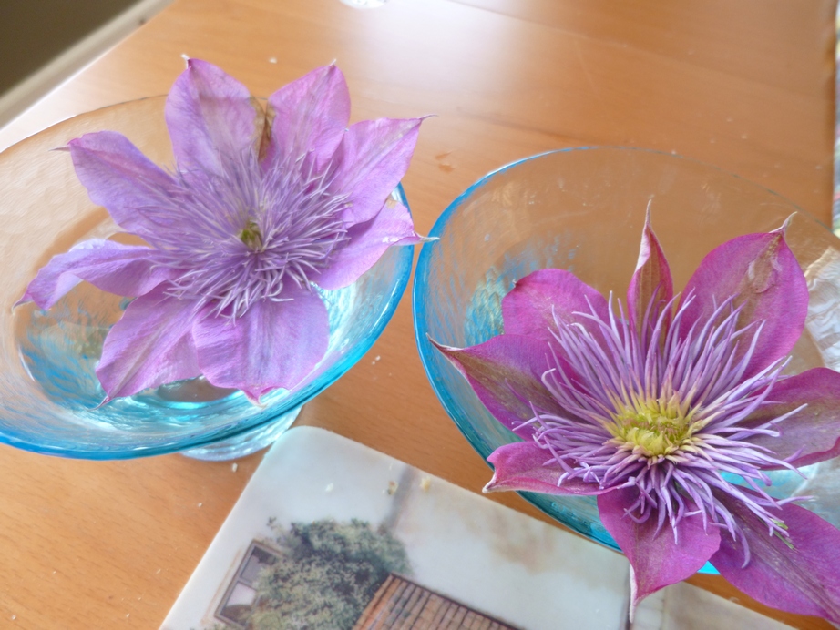Garden of Aaron Clematis Make Great Cut Flowers!