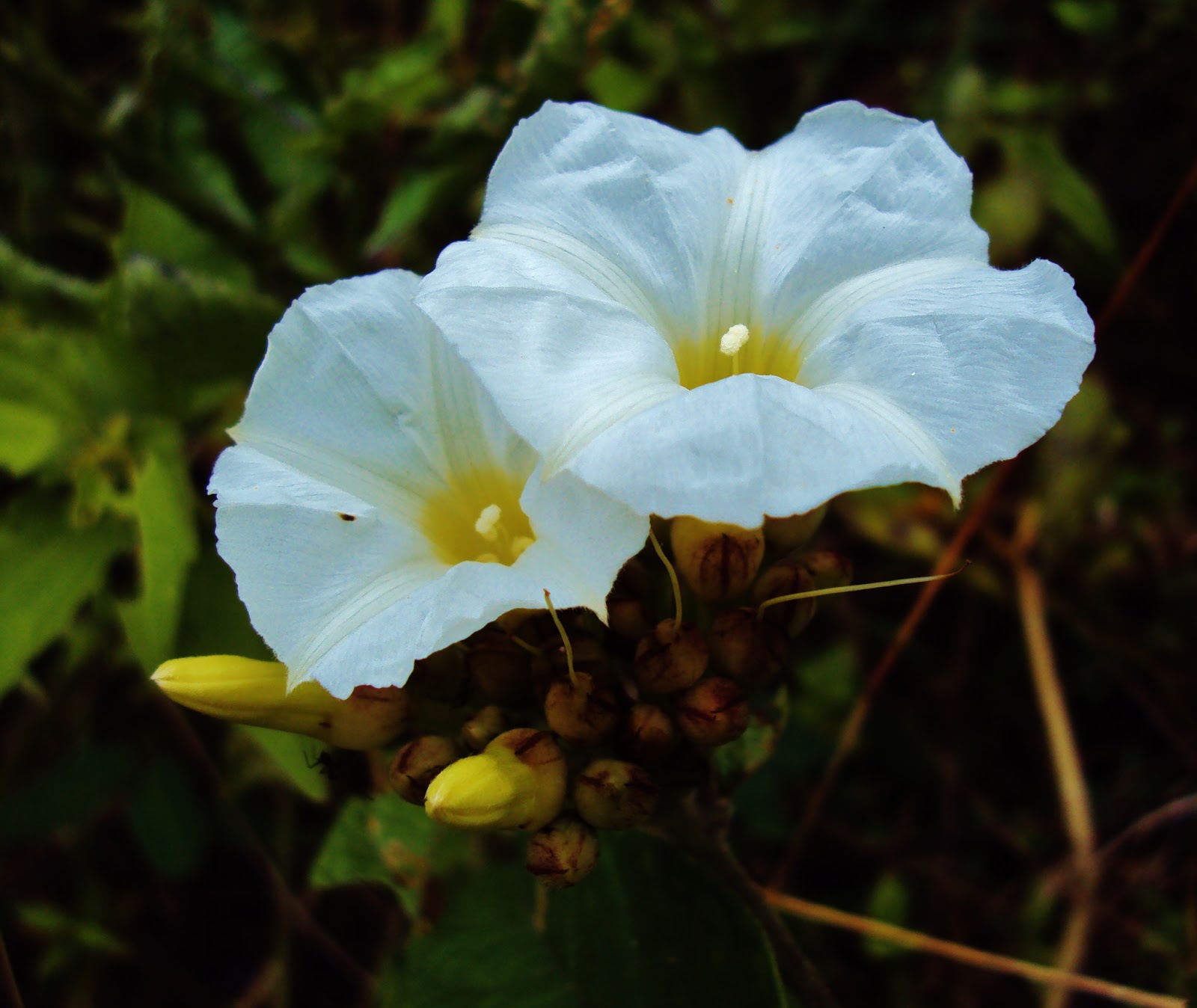 Biodiversity Capiz Pueblo Wild Flowers