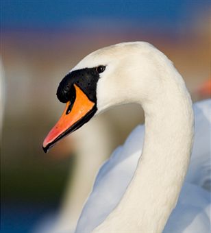 trumpeter swan size swans size
