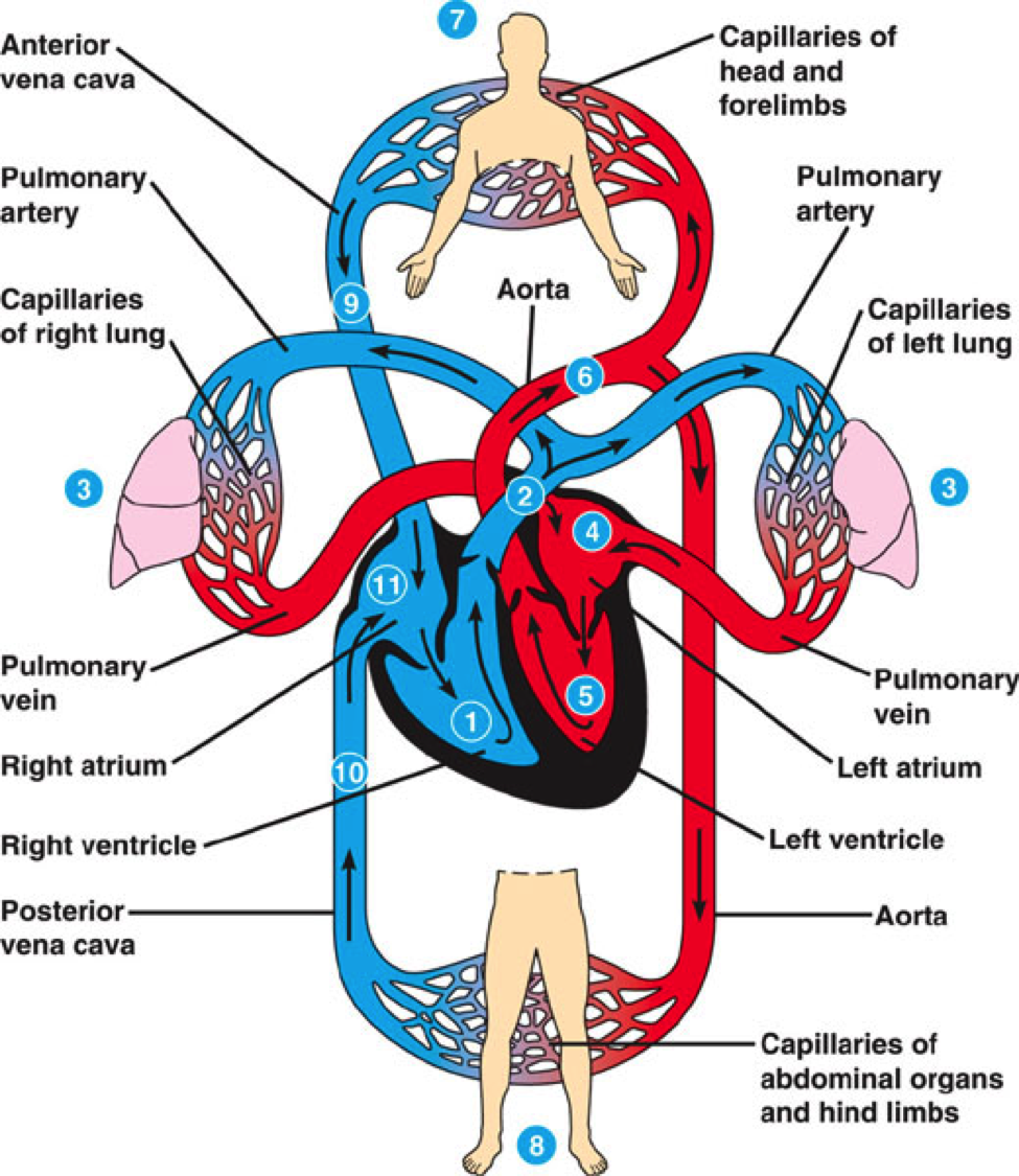 The Circulatory System, The Respiratory System, and Cellular